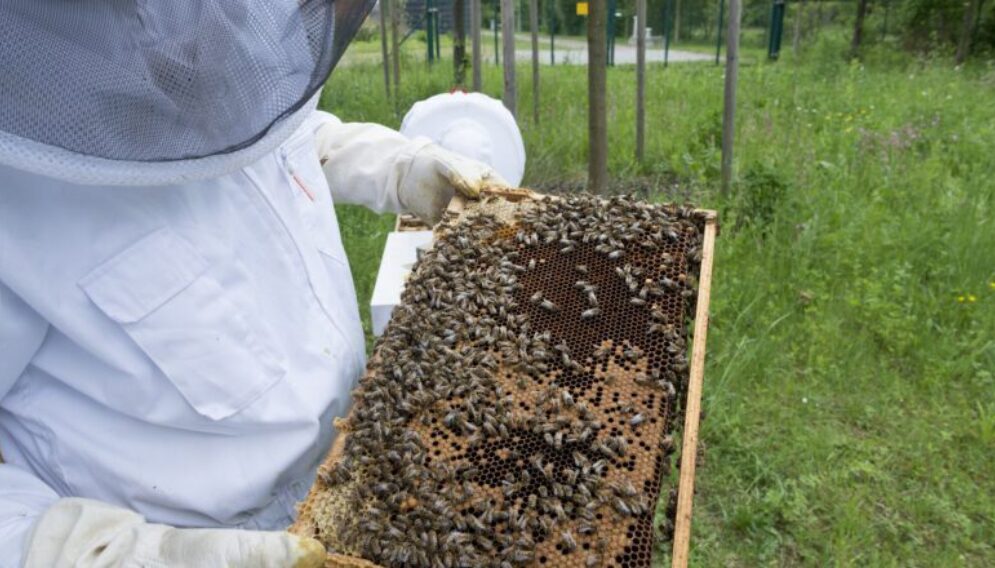 Beekeeper 2650665 1920 870x440