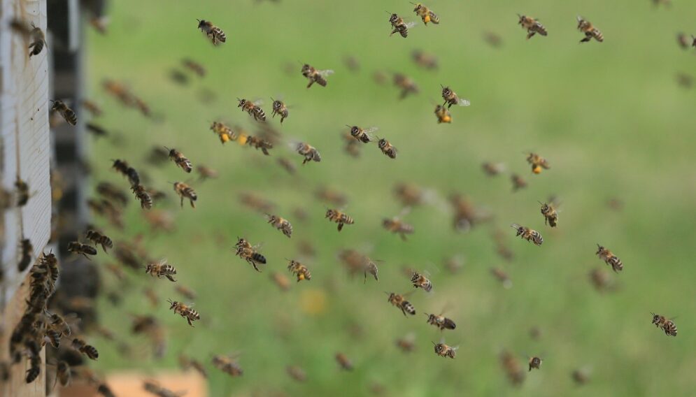 Bees 1975820 1920