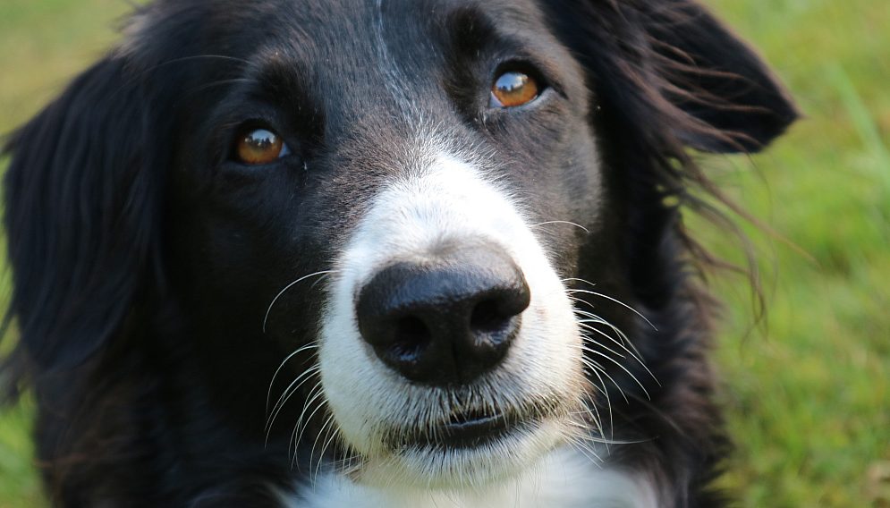 Border collie ge9842f590 1920