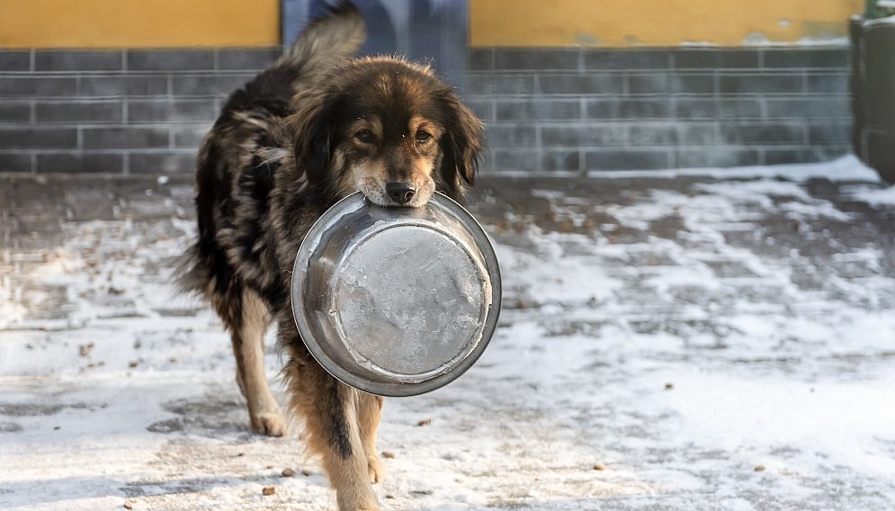 Bytomskie schronisko