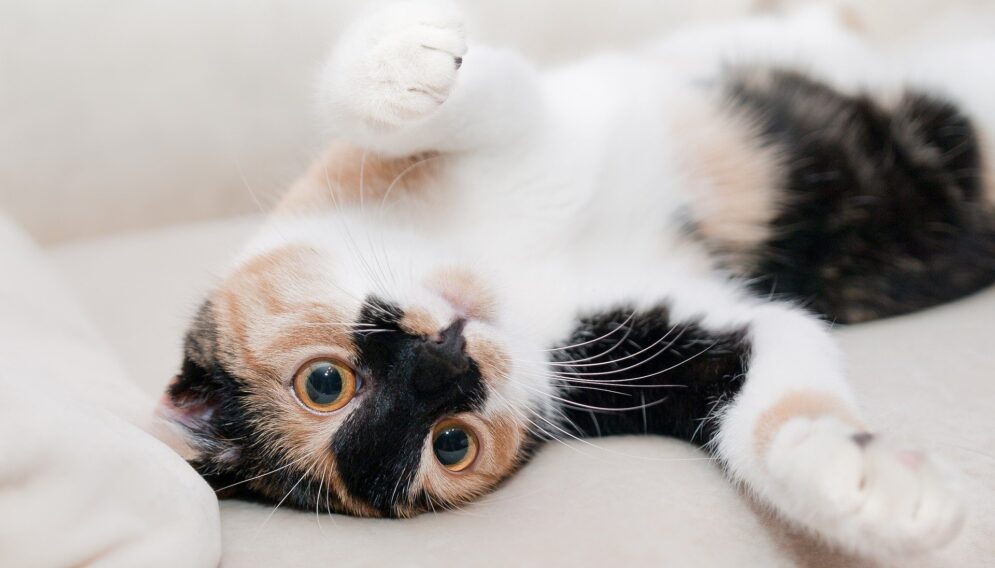 Cat 649164 1920