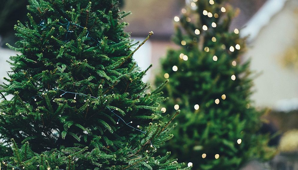 Christmas tree g9d836eace 1920