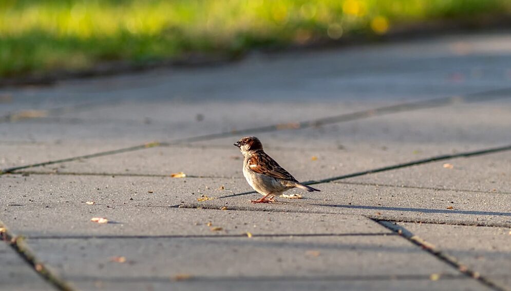 czy wiesz co zrobić z pisklakiem lub podlotem
