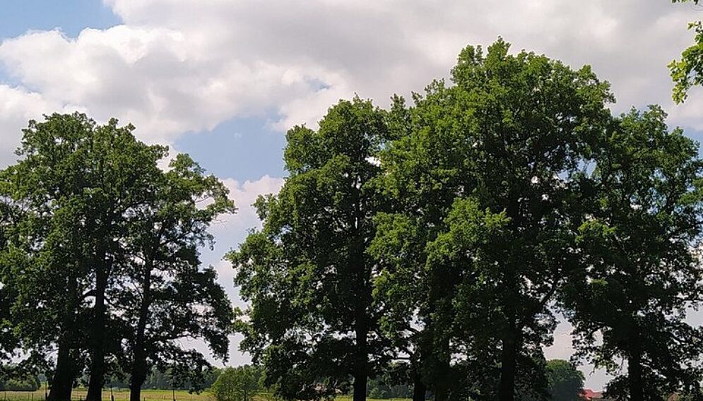 Csm drzewa 38c8618c7b