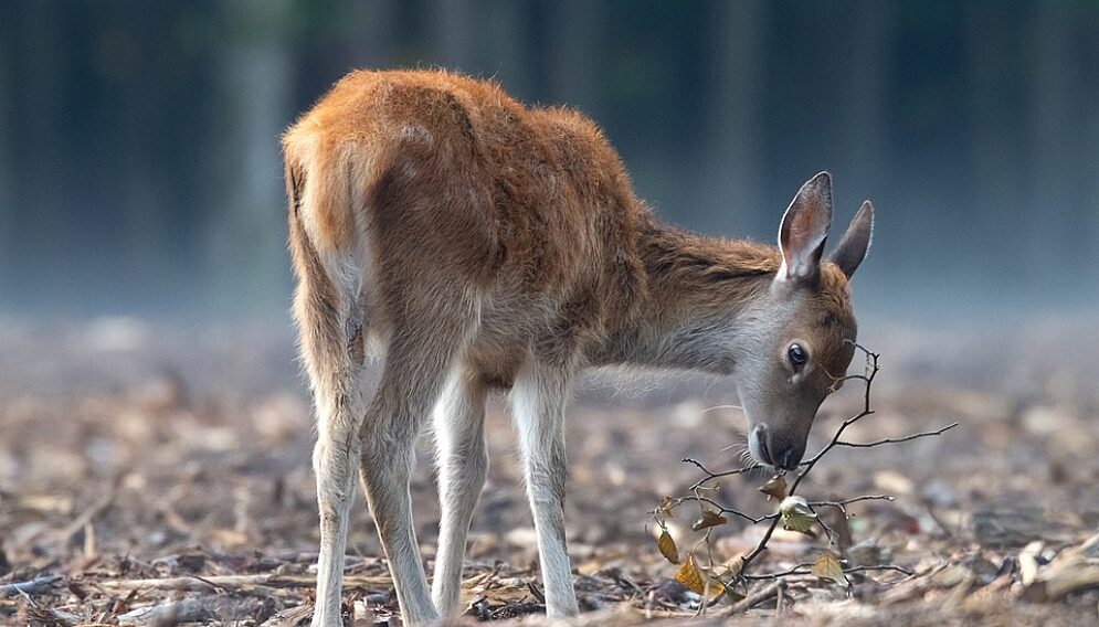 Deer 5623012 960 720