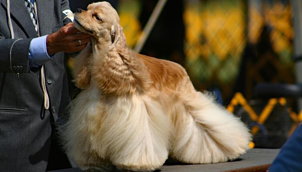 Dog show 6467000 1920