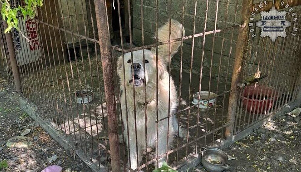 Dziecko pogryzione przez psa