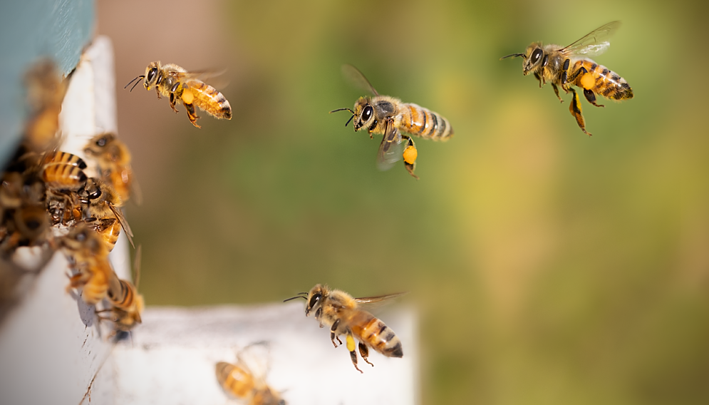 Dzien pszczól w bytomiu