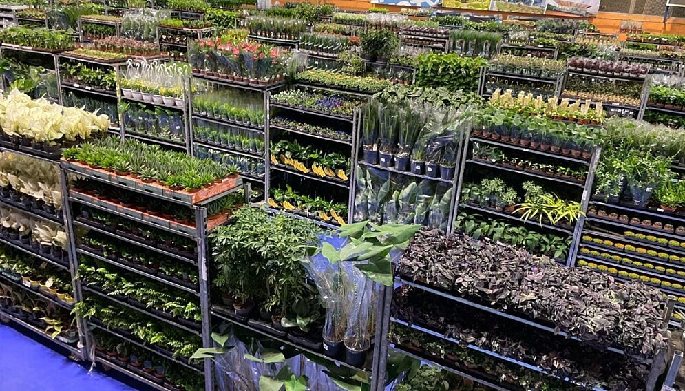 Festiwal roslin katowice