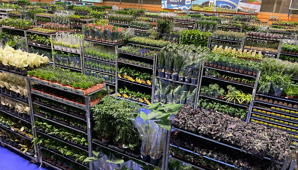 Festiwal roslin katowice