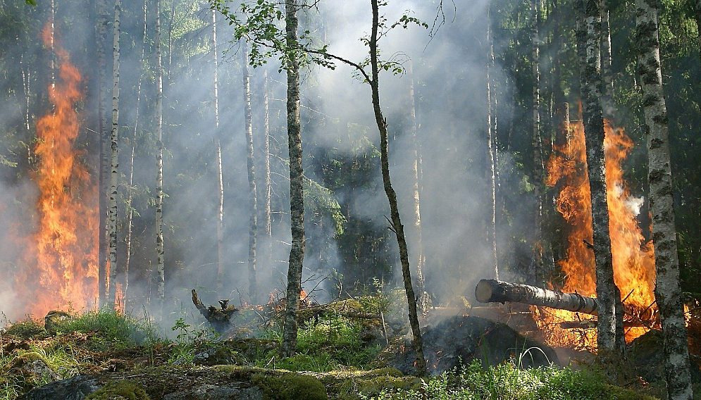 Forest fire g9cff7da47 1920