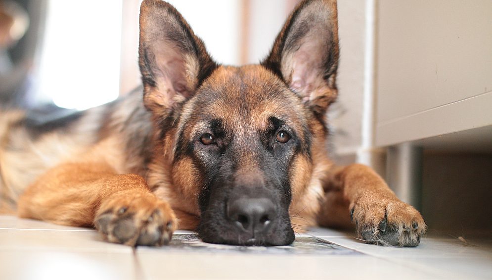 German shepherd g0e07a37cd 1920