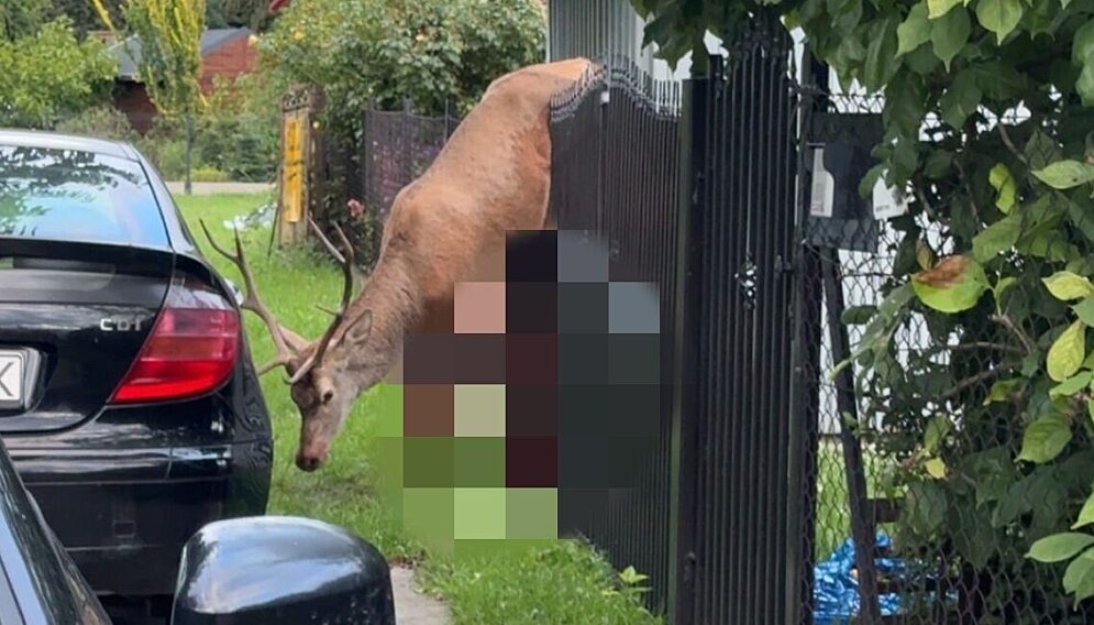Jeleń na ogrodzeniu