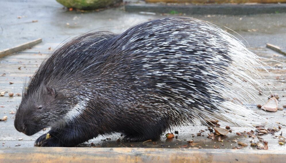 Jezozwierz afrykanski