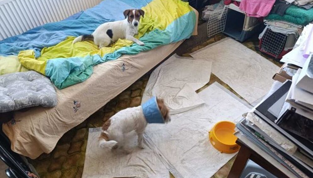 Kobieta miala 45 psow