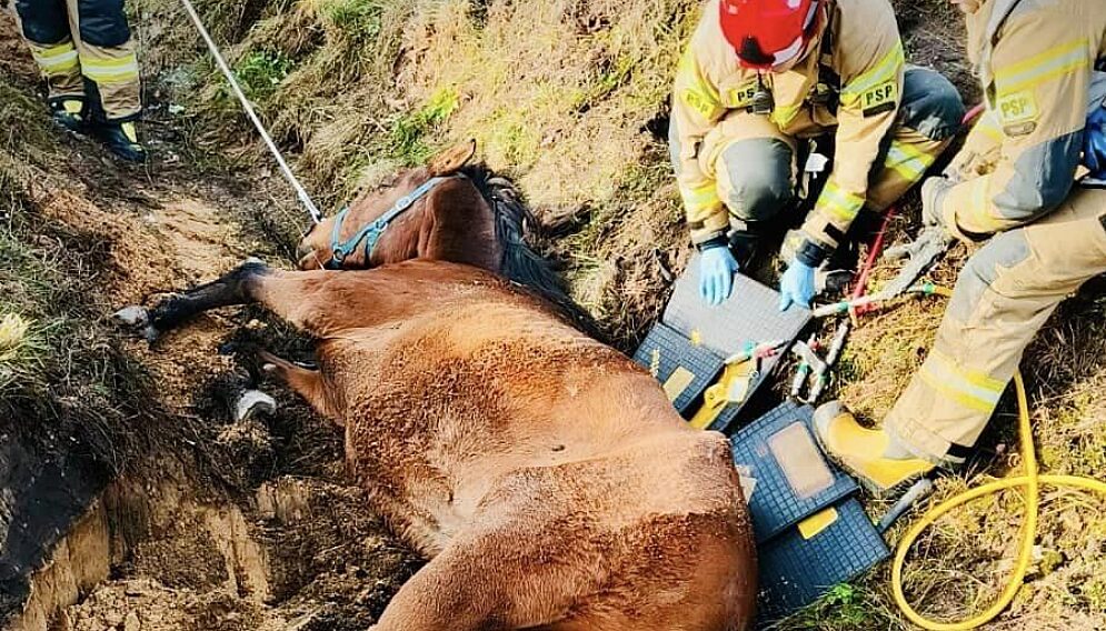 Kon wpadl do rowu imielin