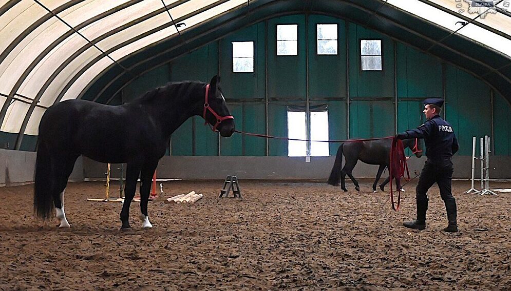 Konie policyjne