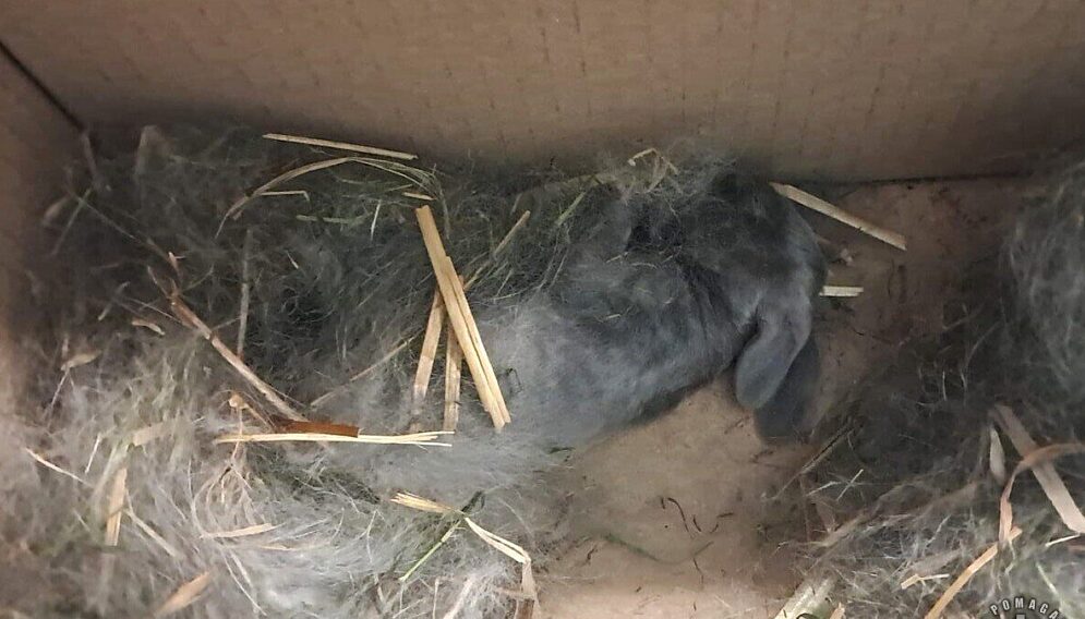 Kroliki na smietniku