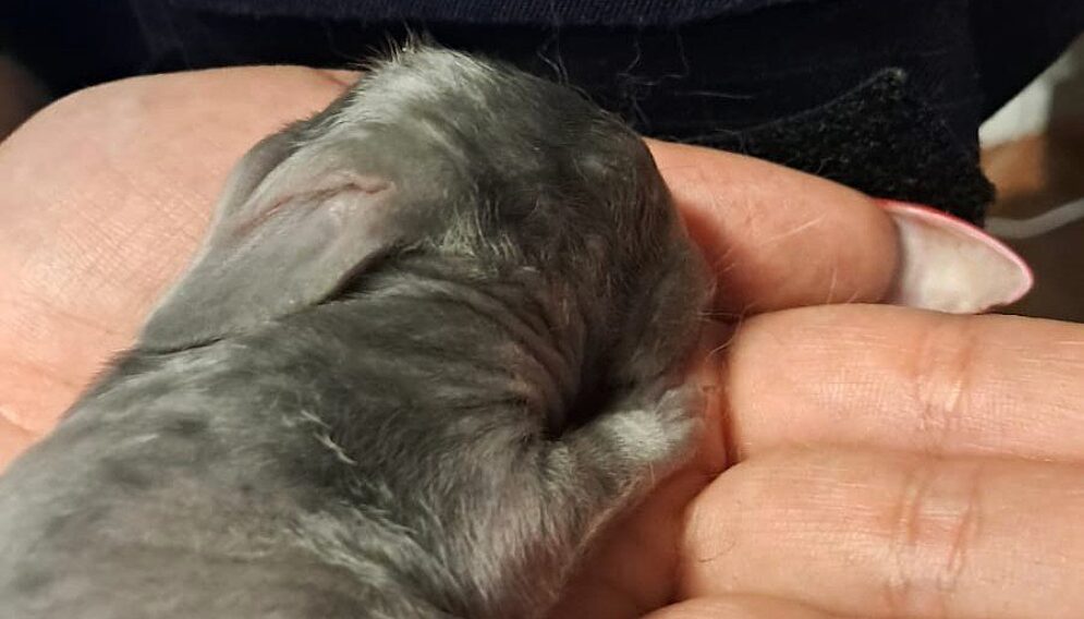 Kroliki na smietniku1