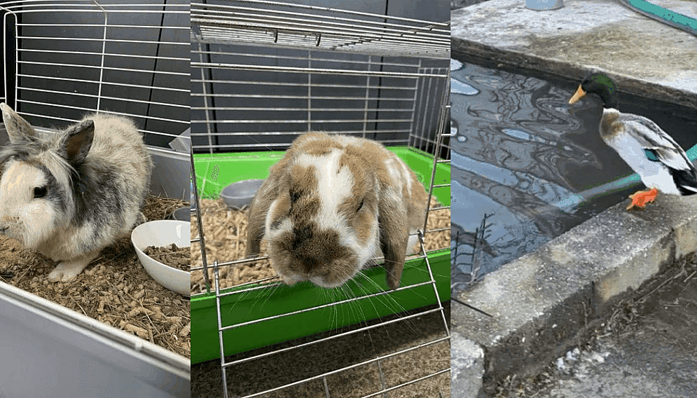 Kroliki z rybnika do adopcji