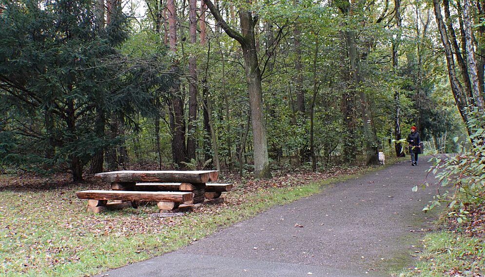 Lawostoly w lasach katowickich