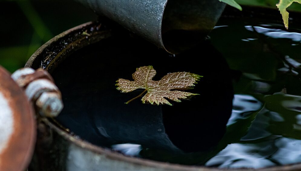 Maple leaf 6580842 1920