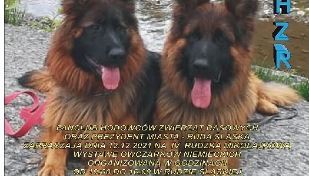 Mikolajkowa wystawa psow 01