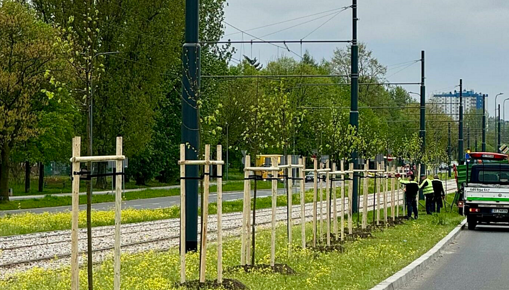 Nasadzenia w dabrowie gorniczej