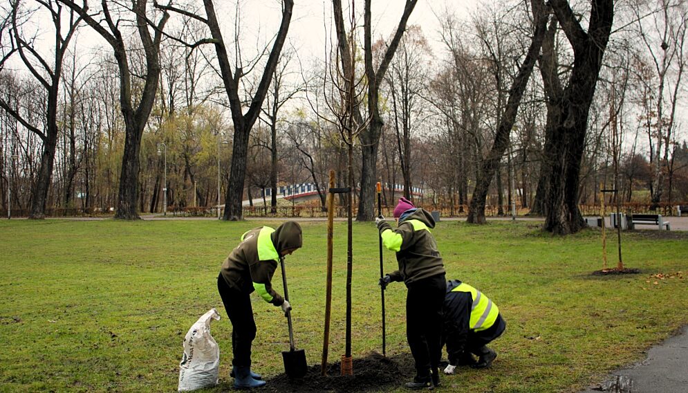 Nasadzenia w katowicach
