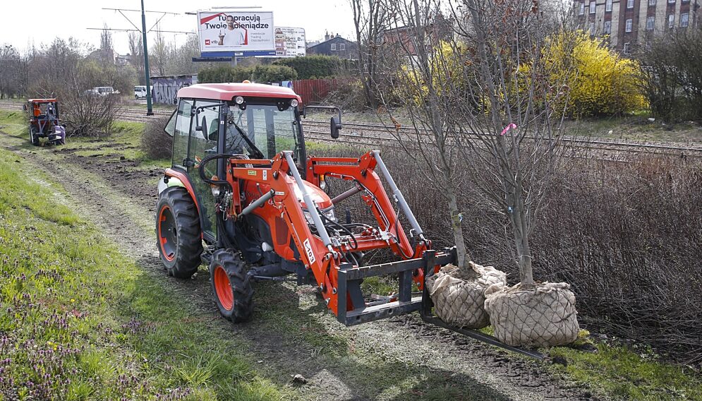 Nasadzenia w katowicach