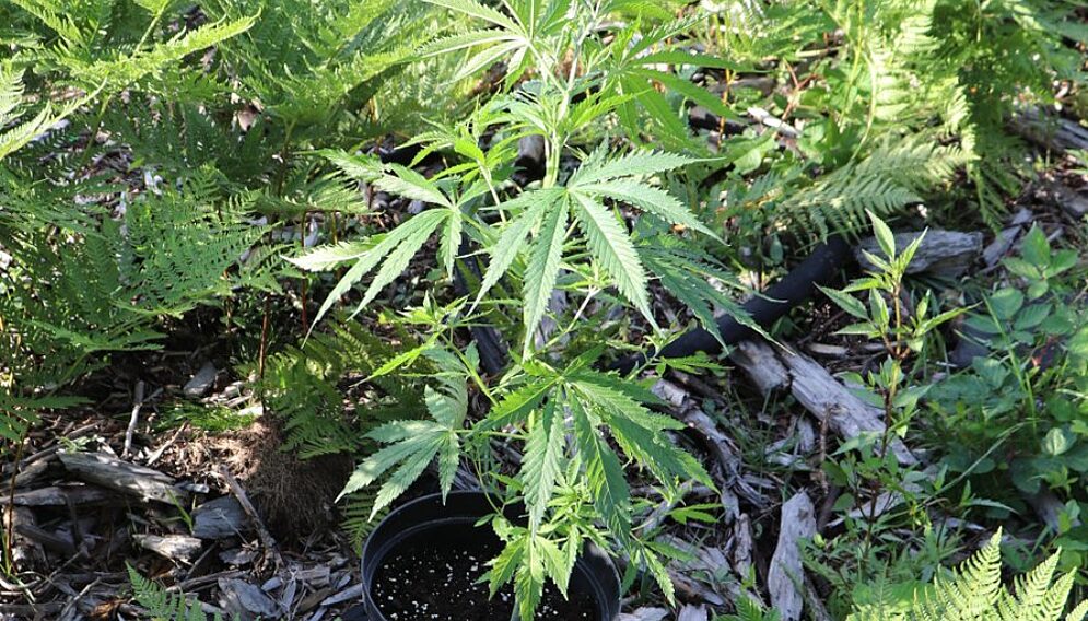 Nastolatek hodował konopie