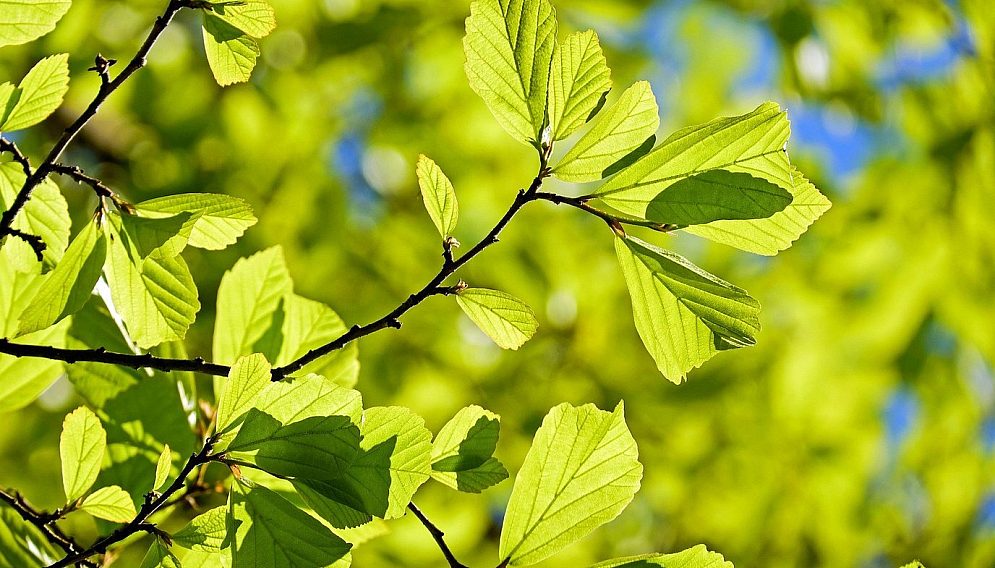 Oak g5ca1c8194 1920