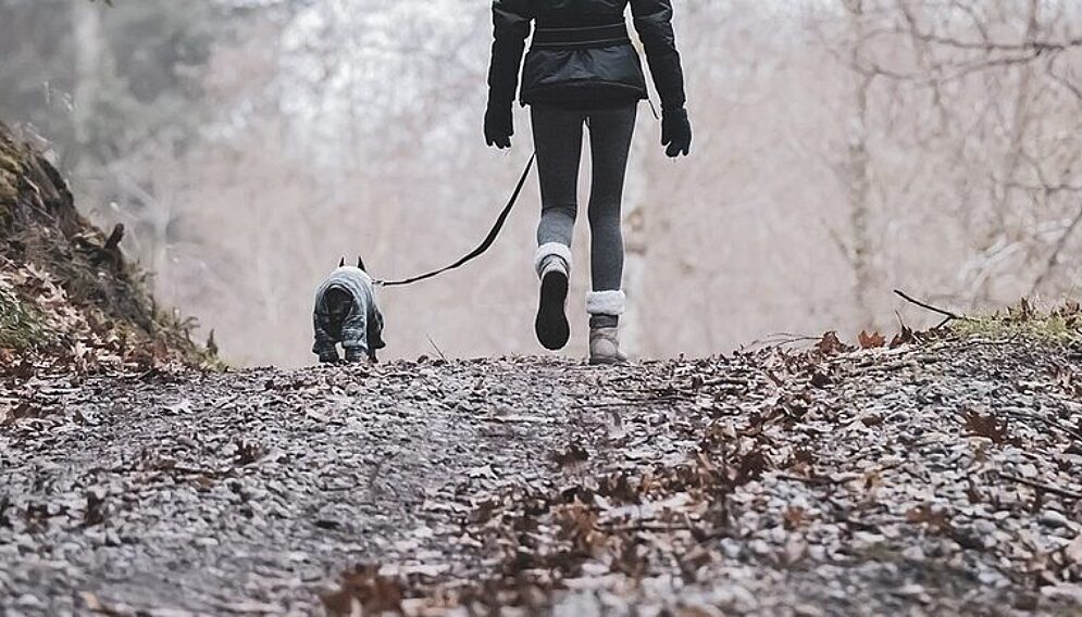 Otrucia psow w rybniku