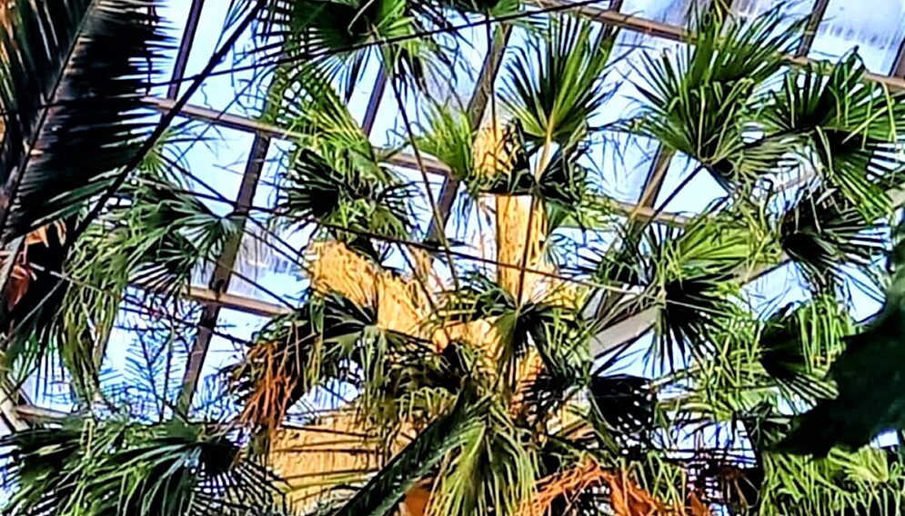 Palmiarnia w gliwicach