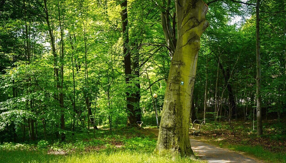 Park murckowski rewitalizacja