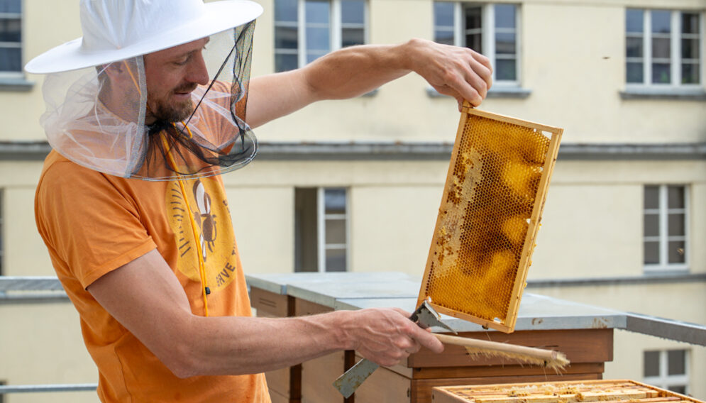 Pasieka urzad wojewodzki