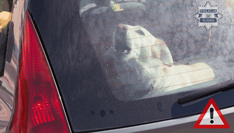 Pies zamkniety w samochodzie