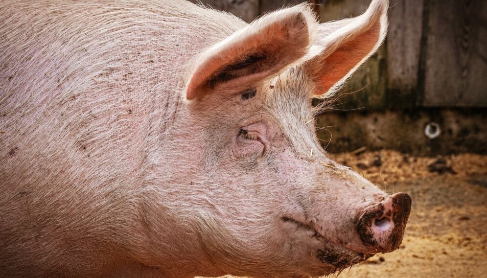 Pig g0d3ea4f02 1920