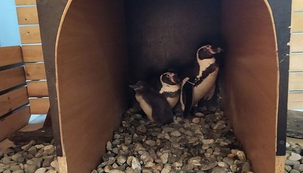 Pingwin slaskie zoo
