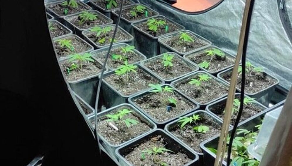 Plantacja konopi indyjskich