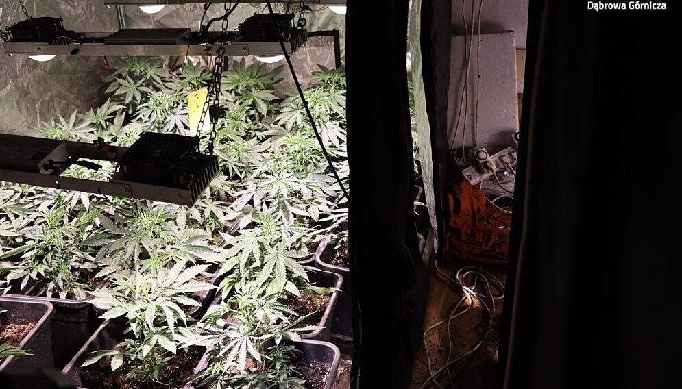 Plantacja konopi w dabrowie gorniczej