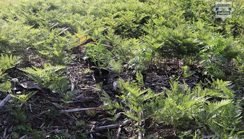 Plantacja nastolatka