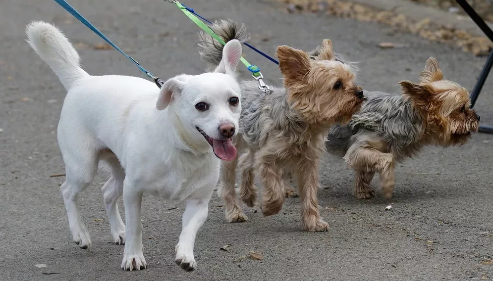 Podatek od nieruchomosci 2025 ruda slaska