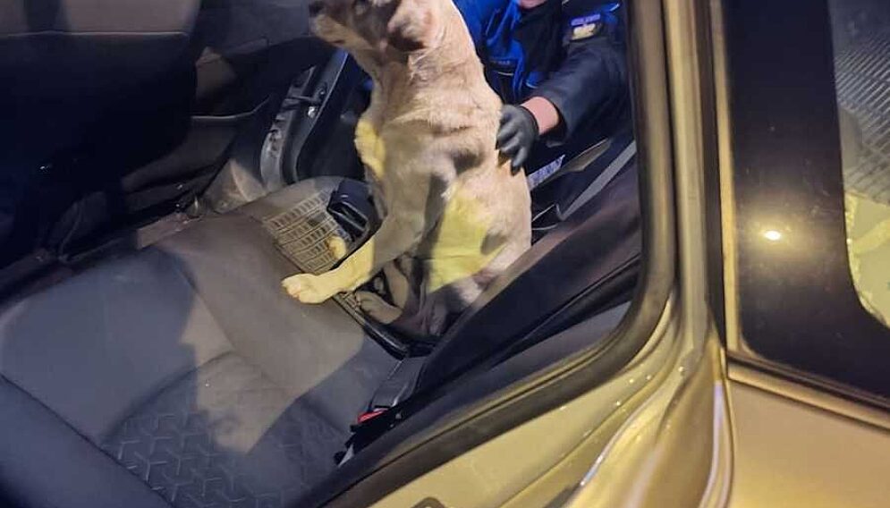 Policjanci z czestochowy uratowali psa