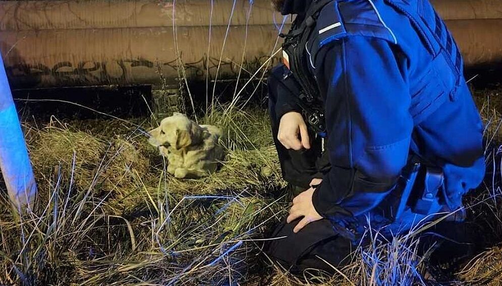 Policjanci z czestochowy uratowali psa