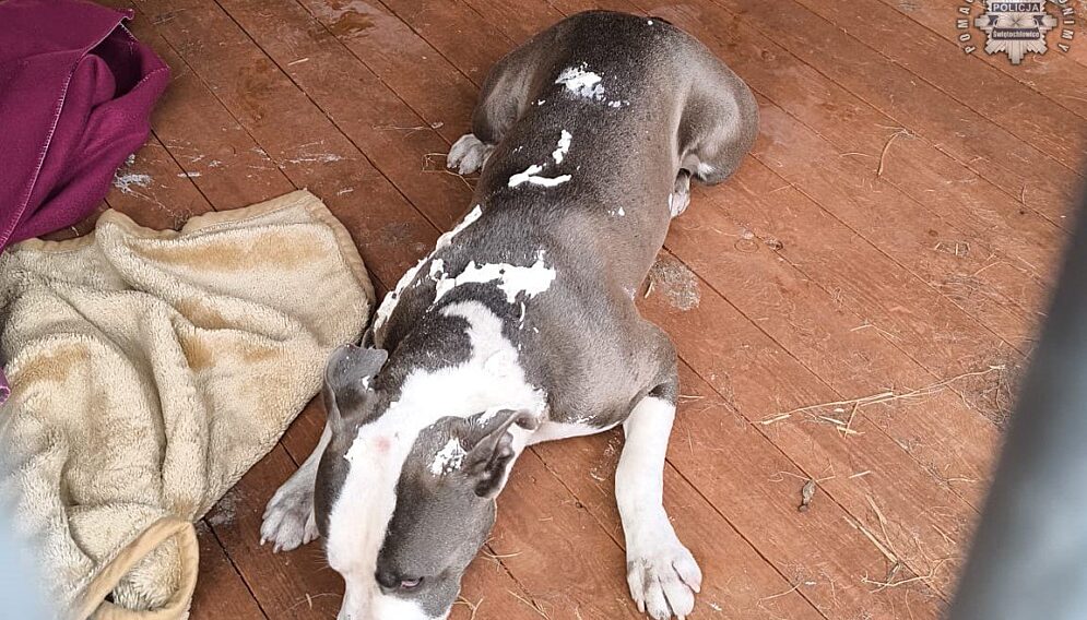 Porzucenie psa swietochlowice