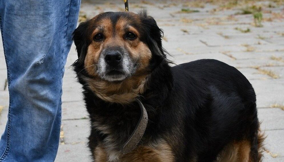 Porzucenie psa swietochłowice