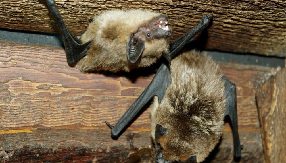 Poszukiwanie nietoperzy