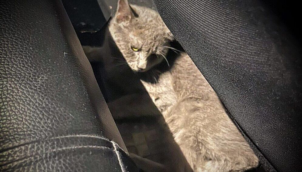 Potracenie zwierzecia