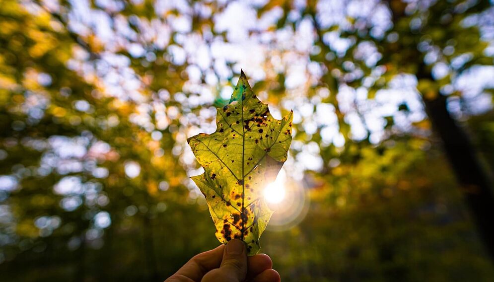 Gliwice prowadzą program Czyste Powietrze, w którym dofinansują ekologiczne źródła ciepła na lata 2024/2025